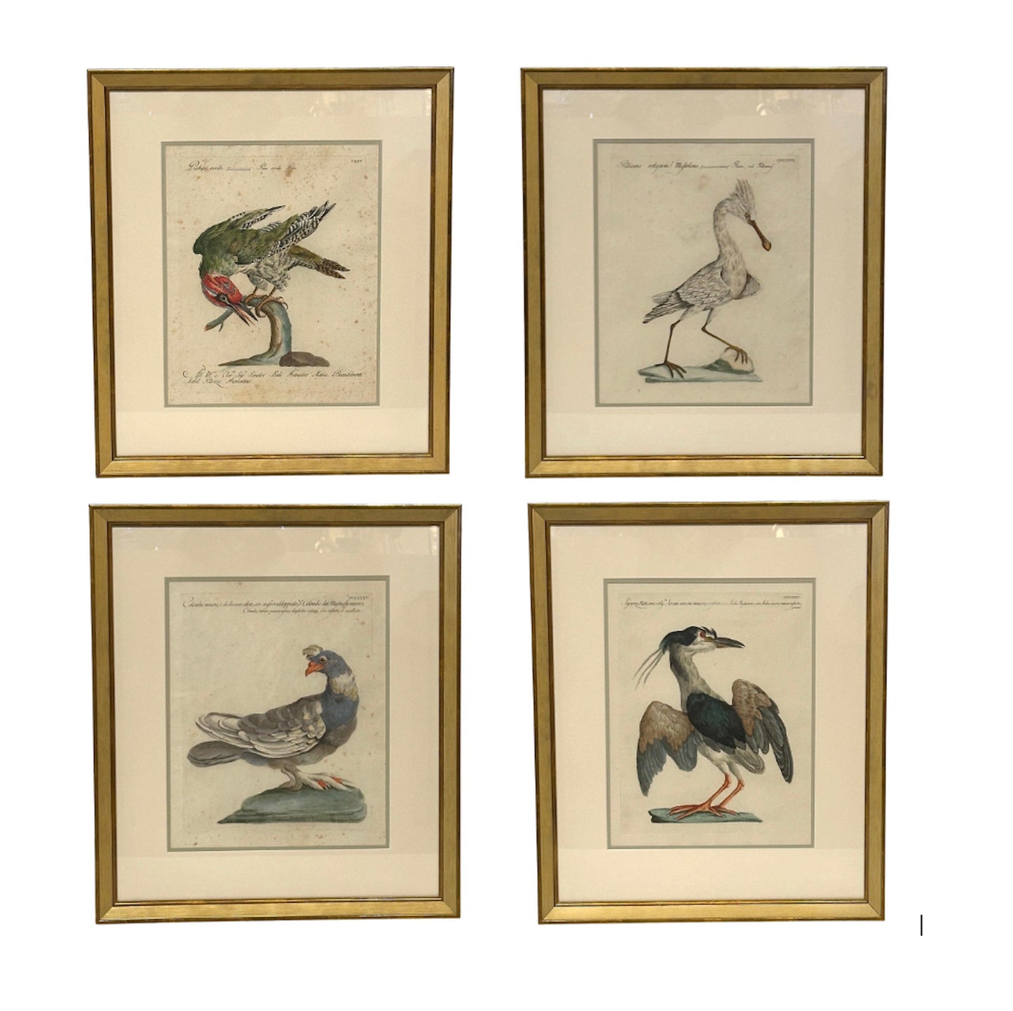 Set of 4 Hand-Painted Avian Engravings