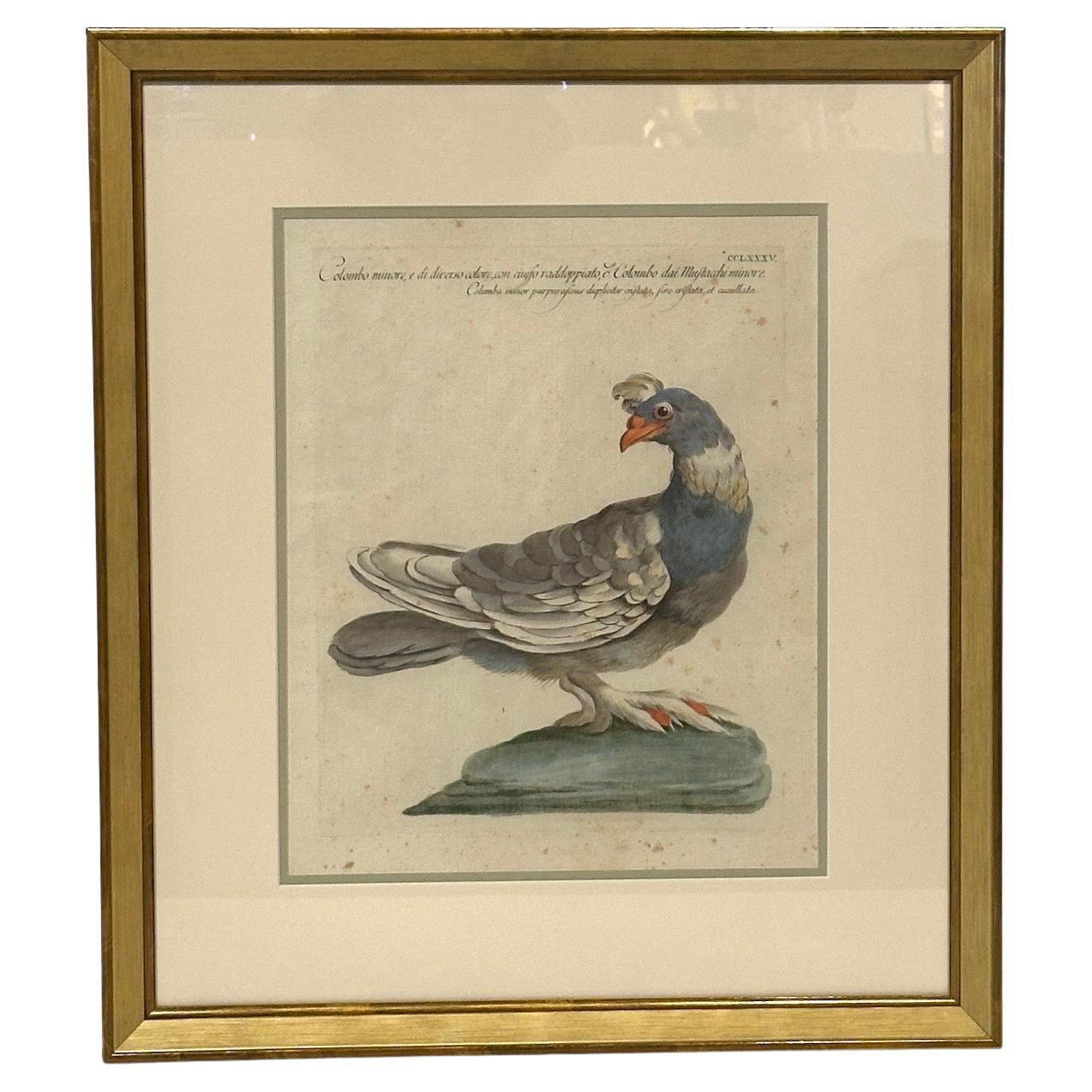 Set of 4 Hand-Painted Avian Engravings