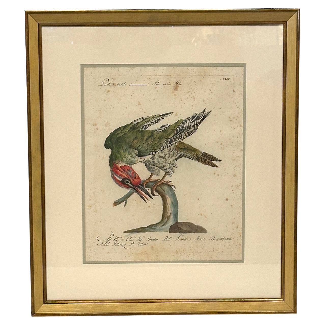 Set of 4 Hand-Painted Avian Engravings